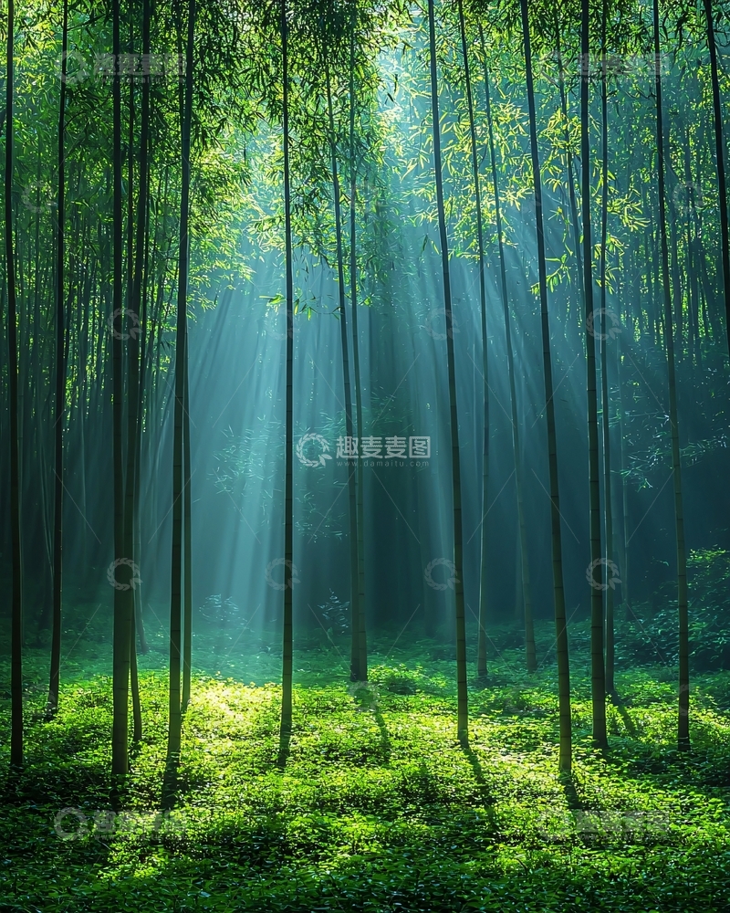 高清大图下载【趣麦麦图】阳光森林