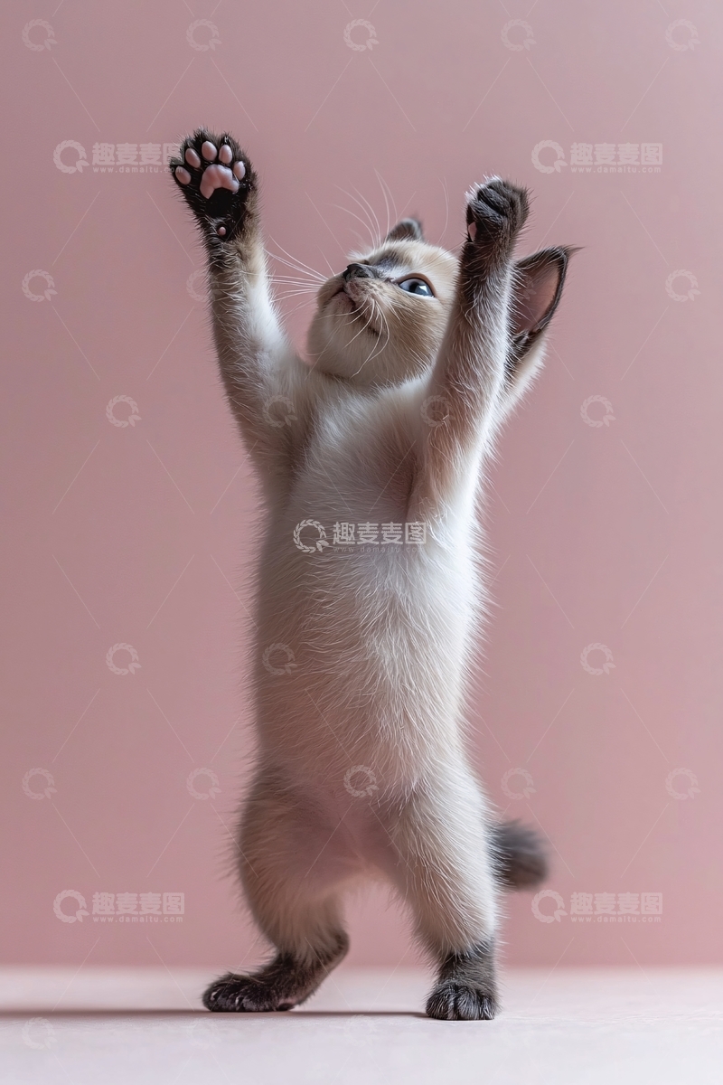 高清大图下载【趣麦麦图】可爱小猫站立
