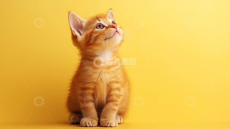 高清大图下载【趣麦麦图】小猫仰望黄色背景