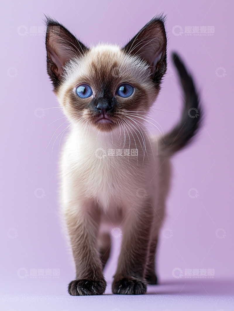 高清大图下载【趣麦麦图】暹罗猫幼崽