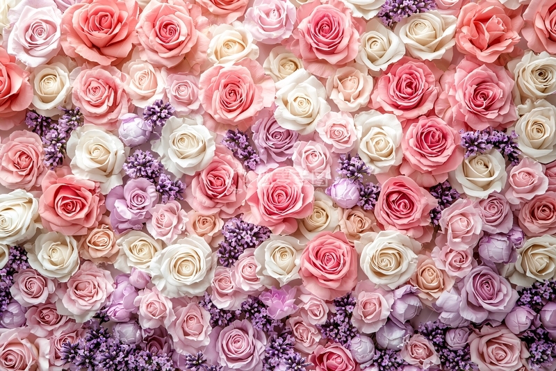 高清大图下载【趣麦麦图】粉色玫瑰花墙