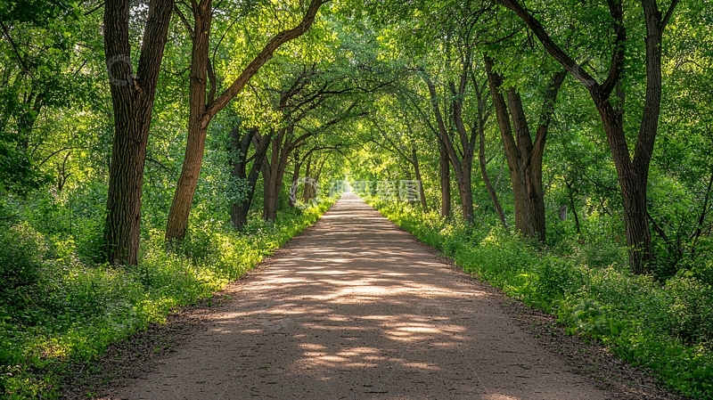 高清大图下载【趣麦麦图】林荫小路阳光洒落