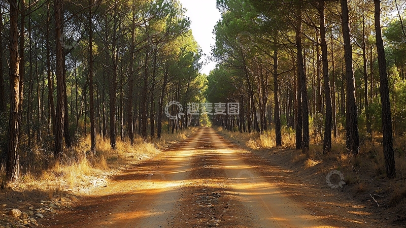 高清大图下载【趣麦麦图】阳光洒落的林间土路