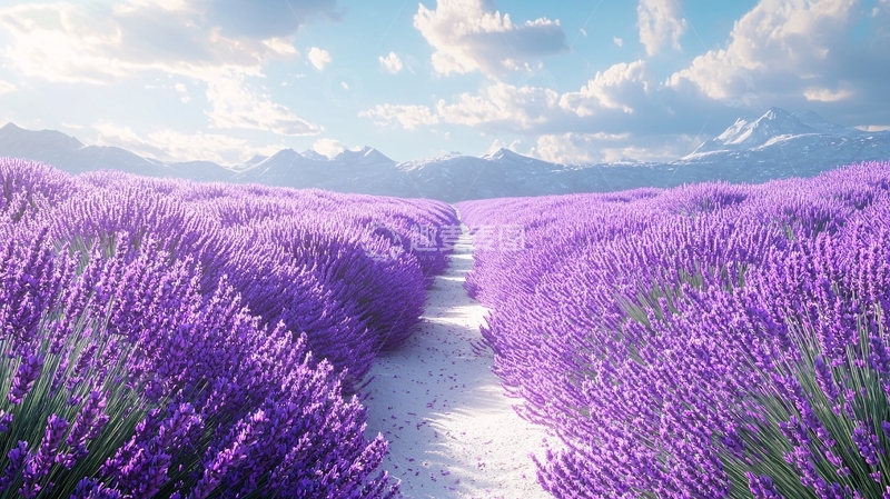 高清大图下载【趣麦麦图】薰衣草田