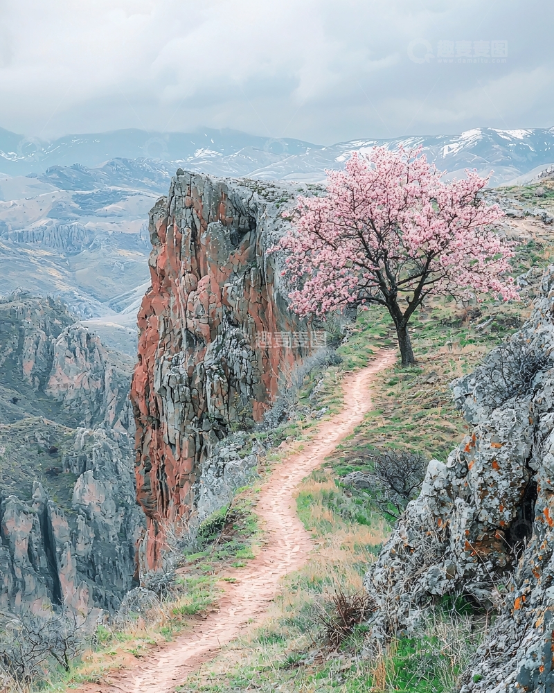 高清大图下载【趣麦麦图】山崖边盛开的粉色樱花树