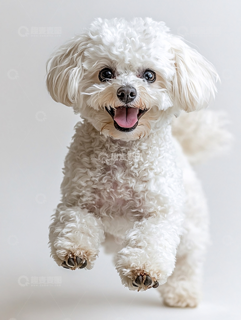 高清大图下载【趣麦麦图】白色卷毛狗狗