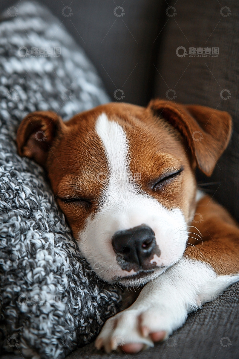 高清大图下载【趣麦麦图】可爱的小狗睡觉