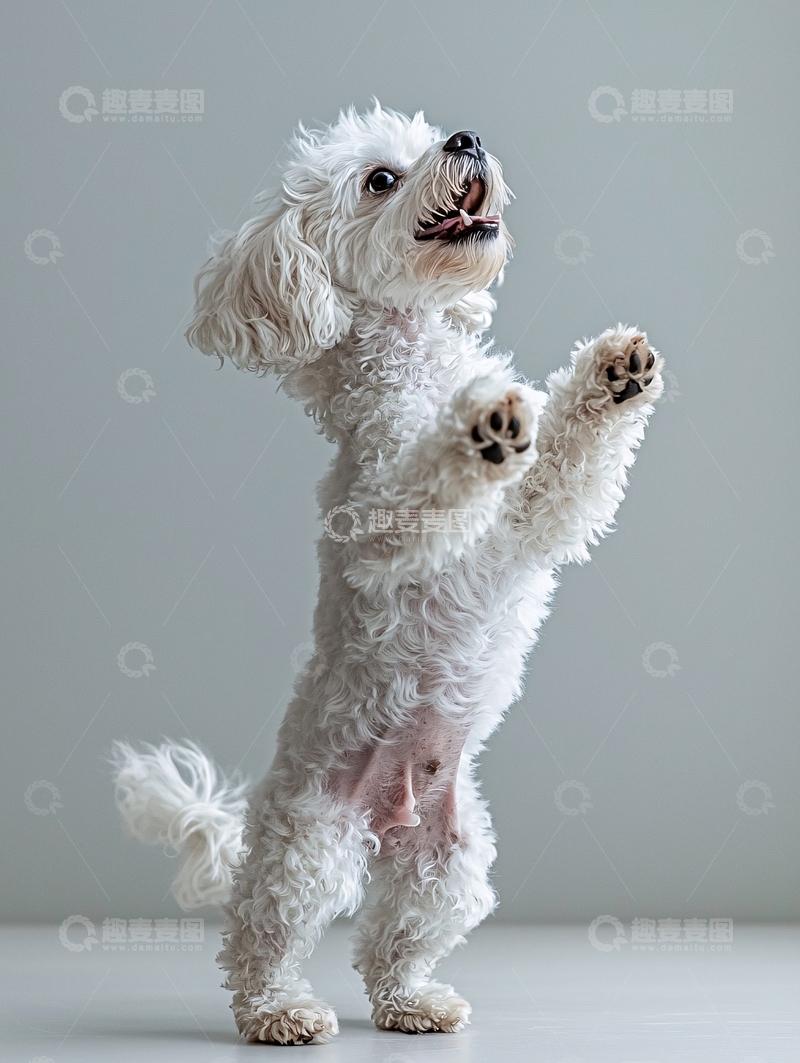 高清大图下载【趣麦麦图】可爱小白狗站立
