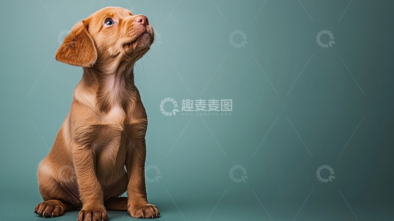 高清大图下载【趣麦麦图】小狗抬头看向上方