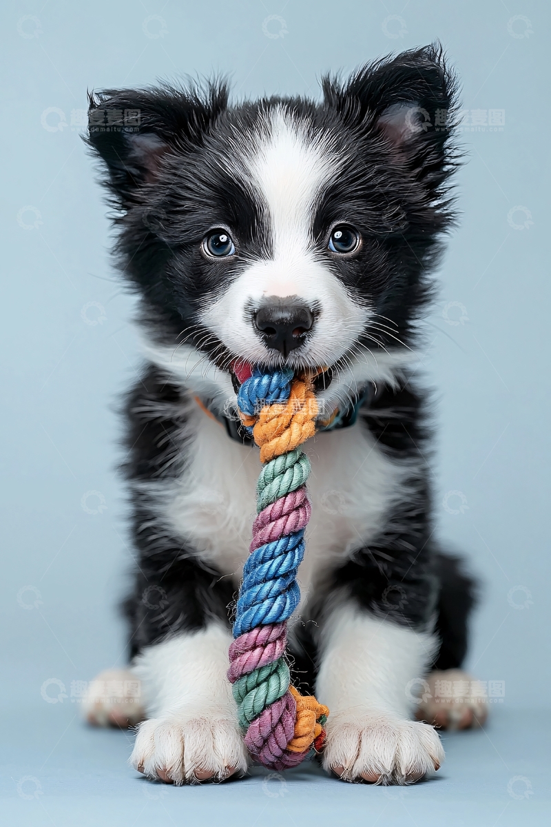 高清大图下载【趣麦麦图】可爱边境牧羊犬幼犬咬绳玩具
