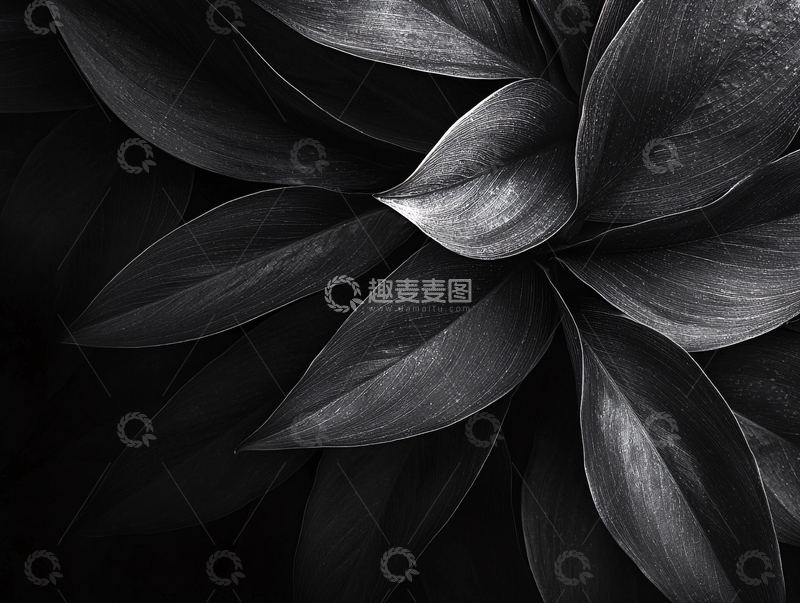 高清大图下载【趣麦麦图】黑白植物特写