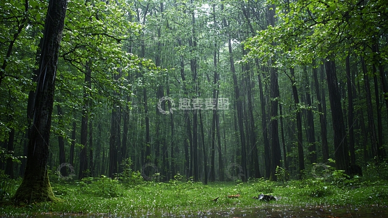 高清大图下载【趣麦麦图】雨后森林