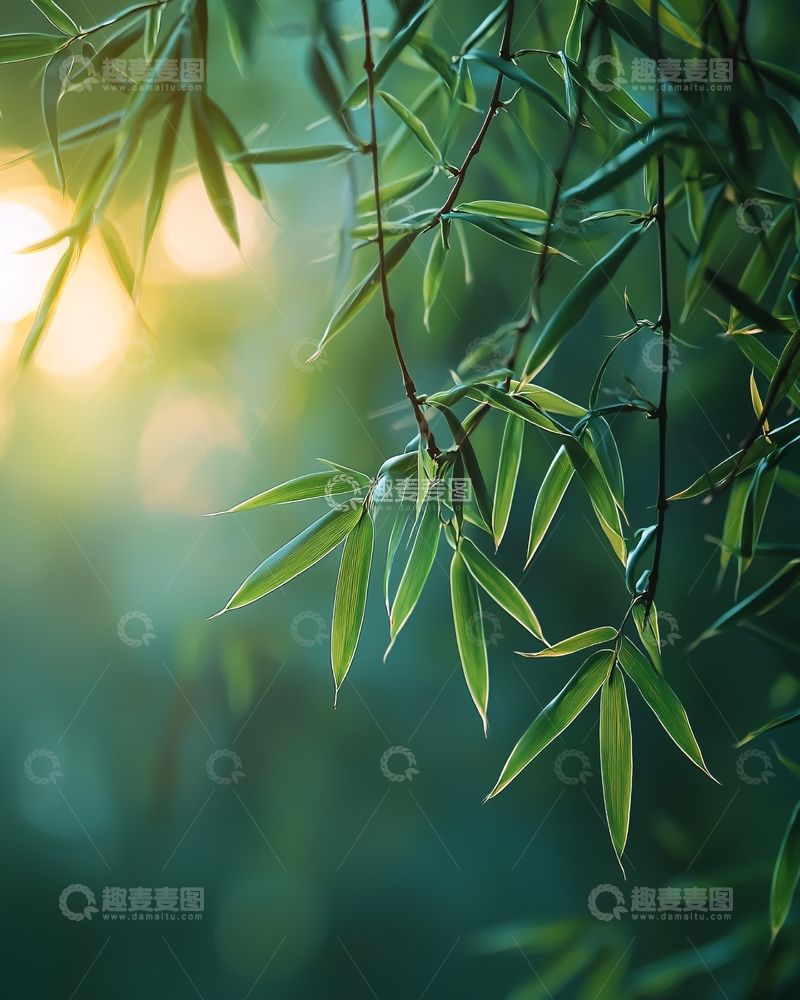 高清大图下载【趣麦麦图】清晨阳光下的竹叶