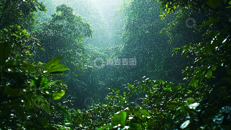 高清大图下载【趣麦麦图】雨林深处光线透过树叶