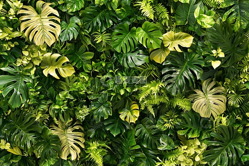 高清大图下载【趣麦麦图】绿植背景墙