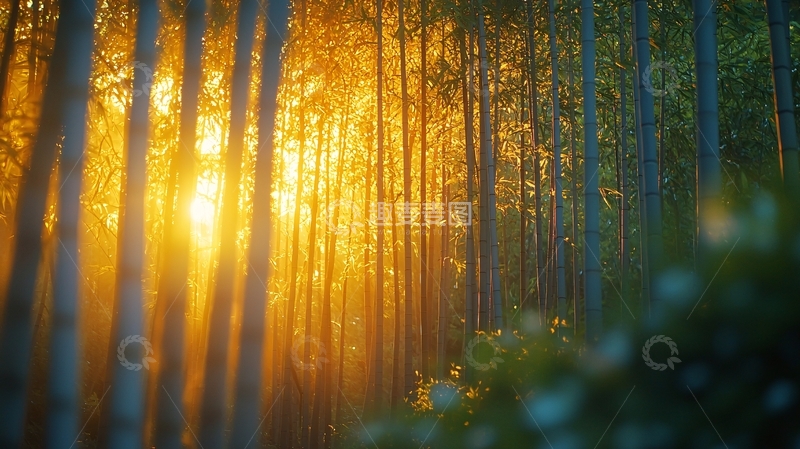 高清大图下载【趣麦麦图】夕阳西下森林树林