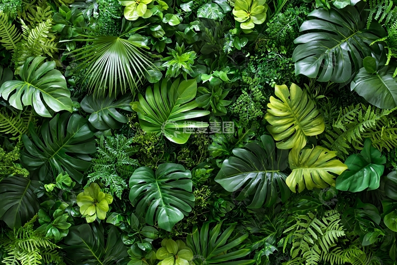 高清大图下载【趣麦麦图】热带雨林植物背景图