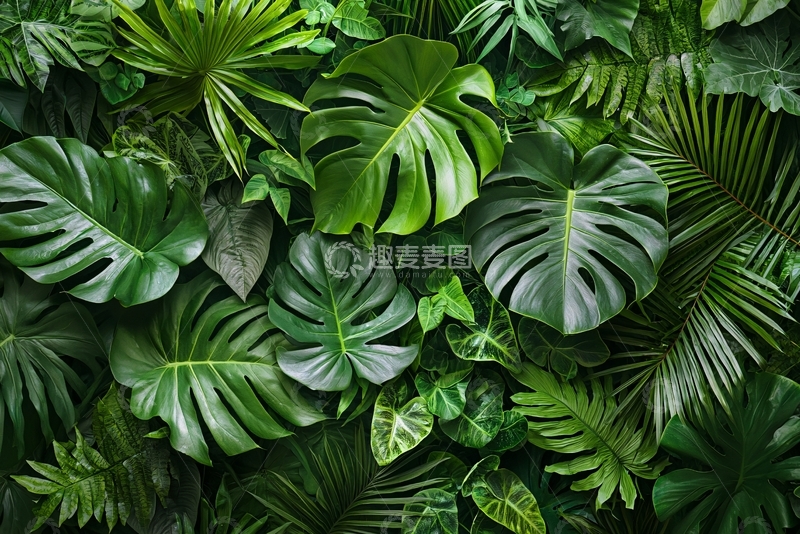 高清大图下载【趣麦麦图】热带雨林植物背景图