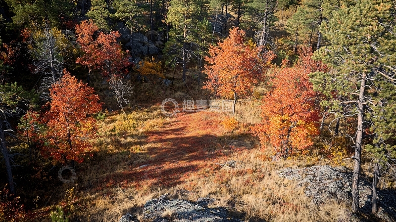 高清大图下载【趣麦麦图】秋日森林小路