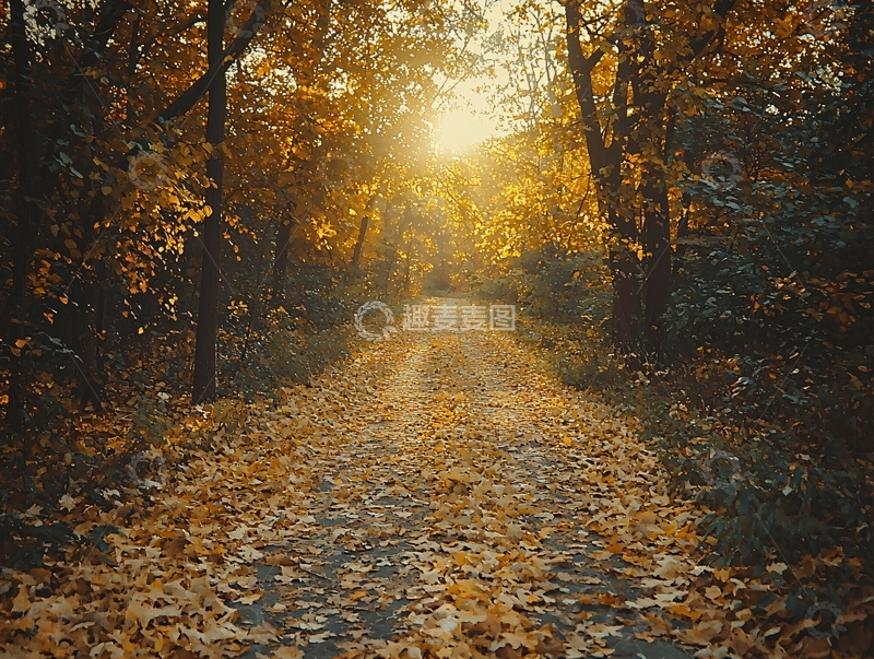高清大图下载【趣麦麦图】秋日阳光下的落叶小路