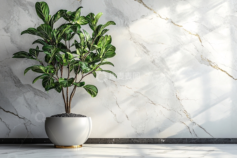 高清大图下载【趣麦麦图】绿植盆栽摆放在大理石墙边