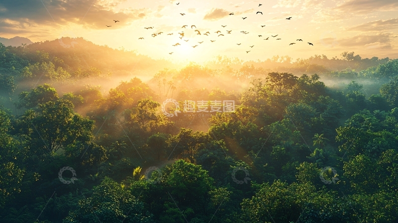 高清大图下载【趣麦麦图】日出森林鸟群