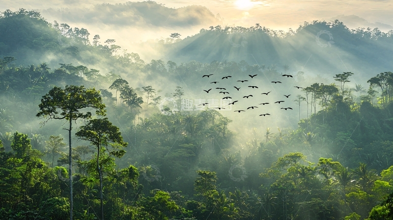 高清大图下载【趣麦麦图】热带雨林清晨鸟群