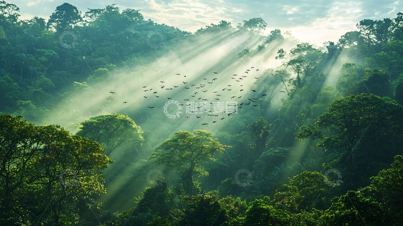 高清大图下载【趣麦麦图】阳光透过树林