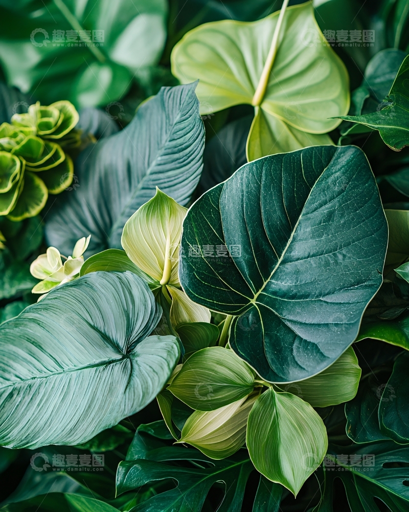 高清大图下载【趣麦麦图】热带植物叶子背景图