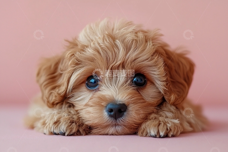 高清大图下载【趣麦麦图】可爱的小狗