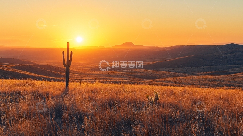 高清大图下载【趣麦麦图】沙漠日落仙人掌剪影