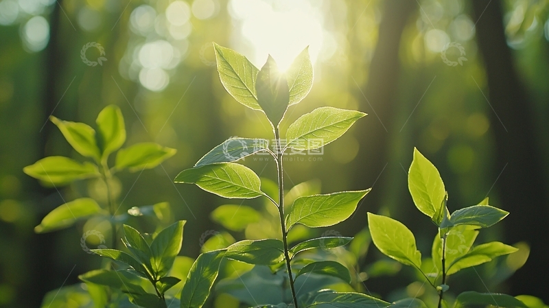 高清大图下载【趣麦麦图】阳光透过树林照射在嫩芽上