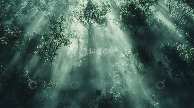 高清大图下载【趣麦麦图】森林光线