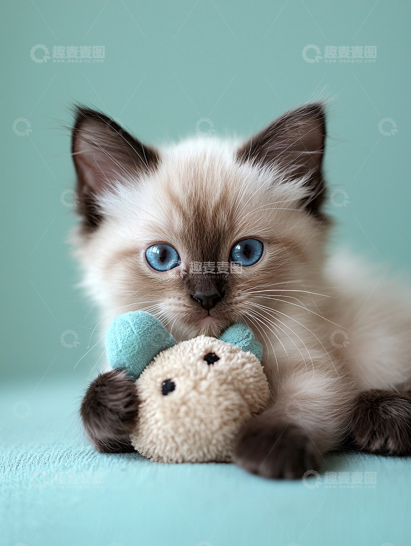 高清大图下载【趣麦麦图】蓝眼睛小猫玩玩具