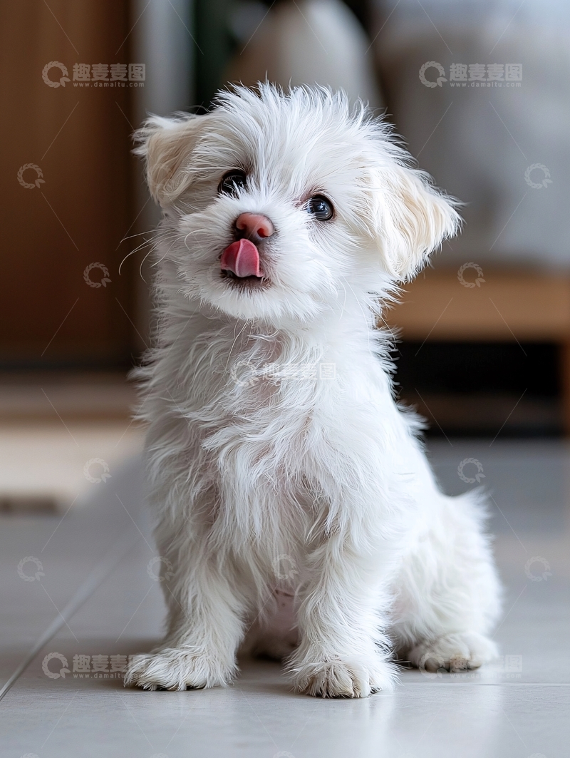 高清大图下载【趣麦麦图】可爱的小白狗