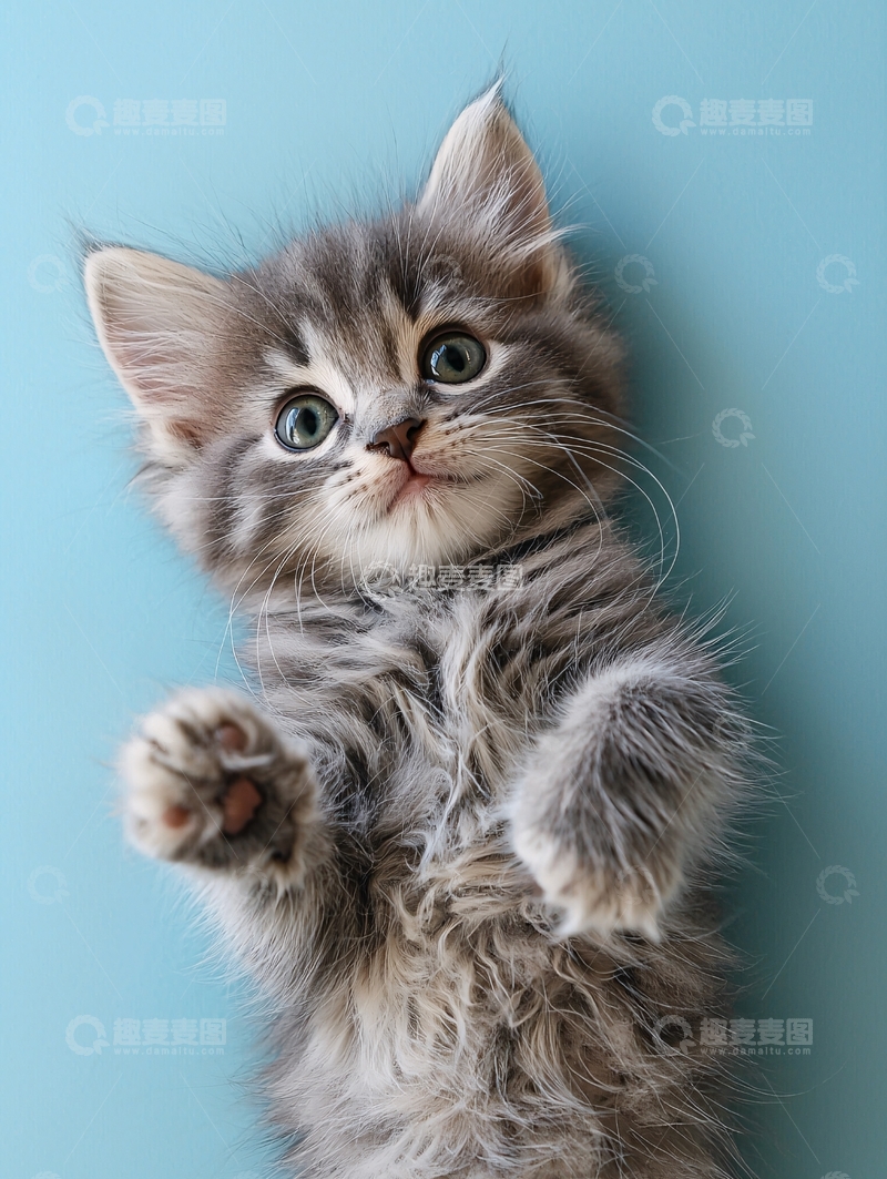 高清大图下载【趣麦麦图】可爱小猫