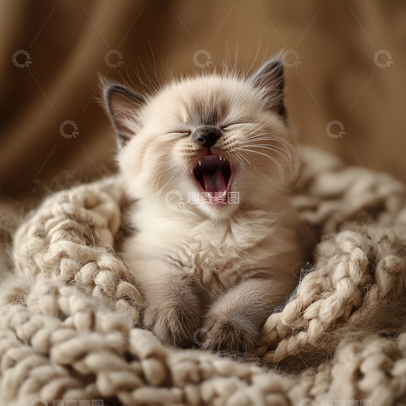 高清大图下载【趣麦麦图】可爱猫咪打哈欠