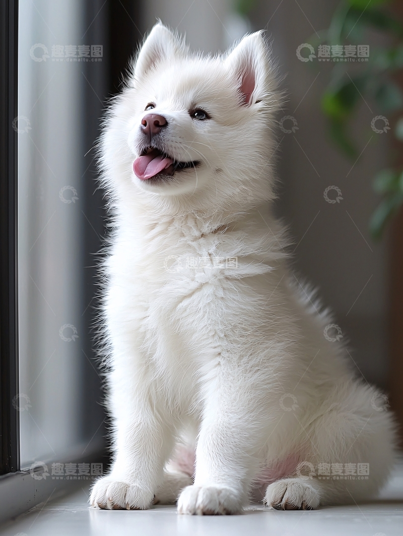 高清大图下载【趣麦麦图】白色小哈士奇