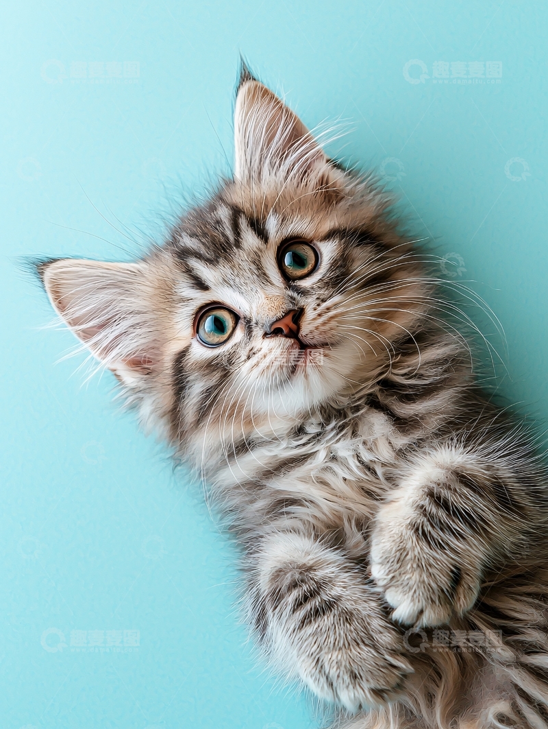 高清大图下载【趣麦麦图】小猫