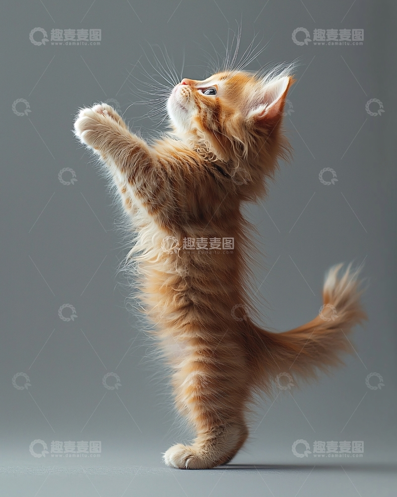 高清大图下载【趣麦麦图】可爱的小猫站立