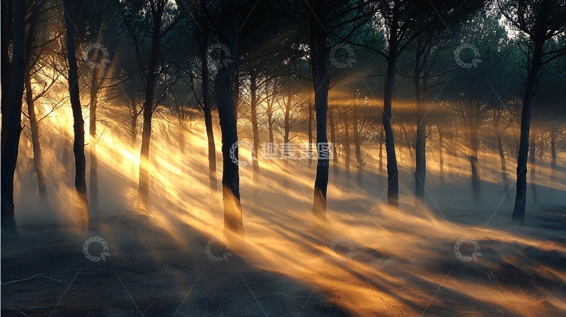 高清大图下载【趣麦麦图】森林晨曦