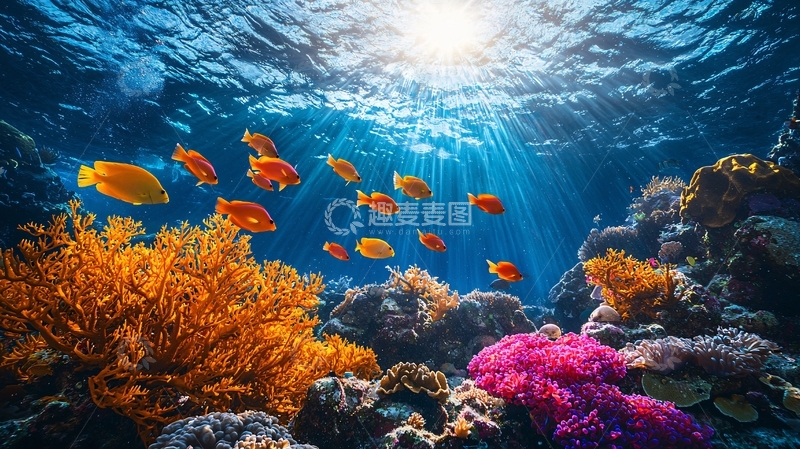 高清大图下载【趣麦麦图】阳光照射下的珊瑚礁鱼群