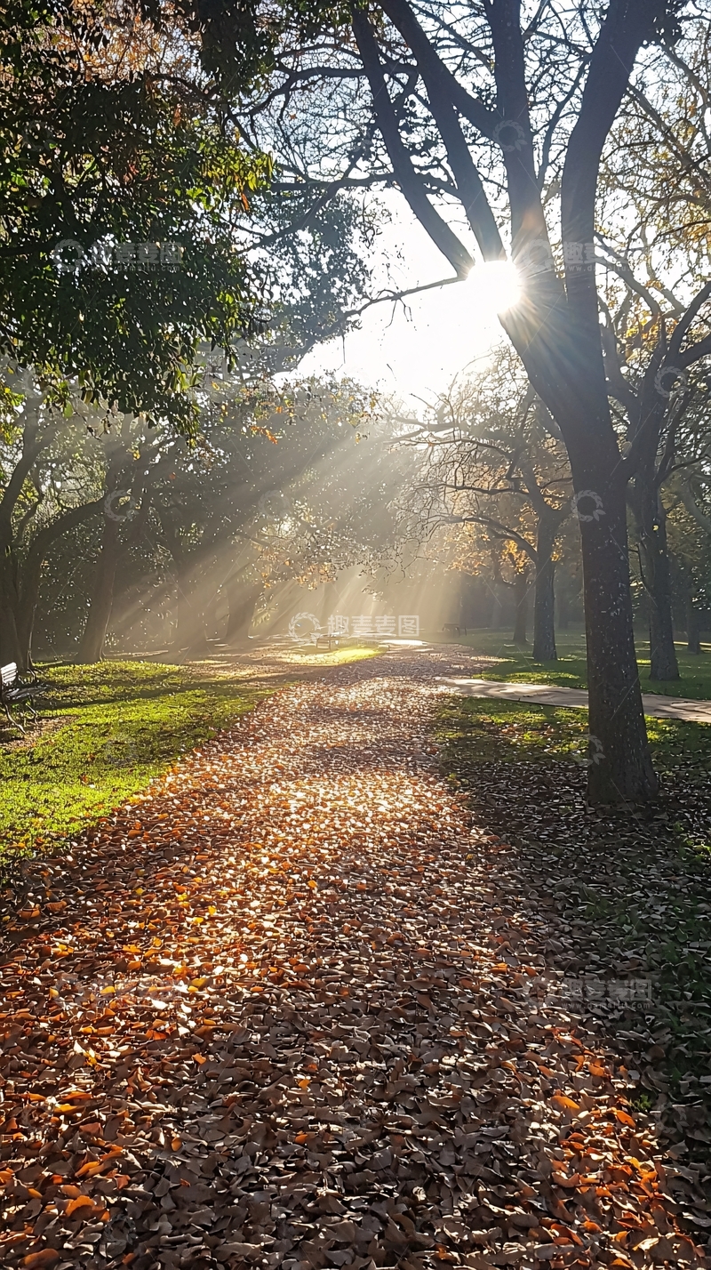 高清大图下载【趣麦麦图】阳光透过树林洒在落叶小路上