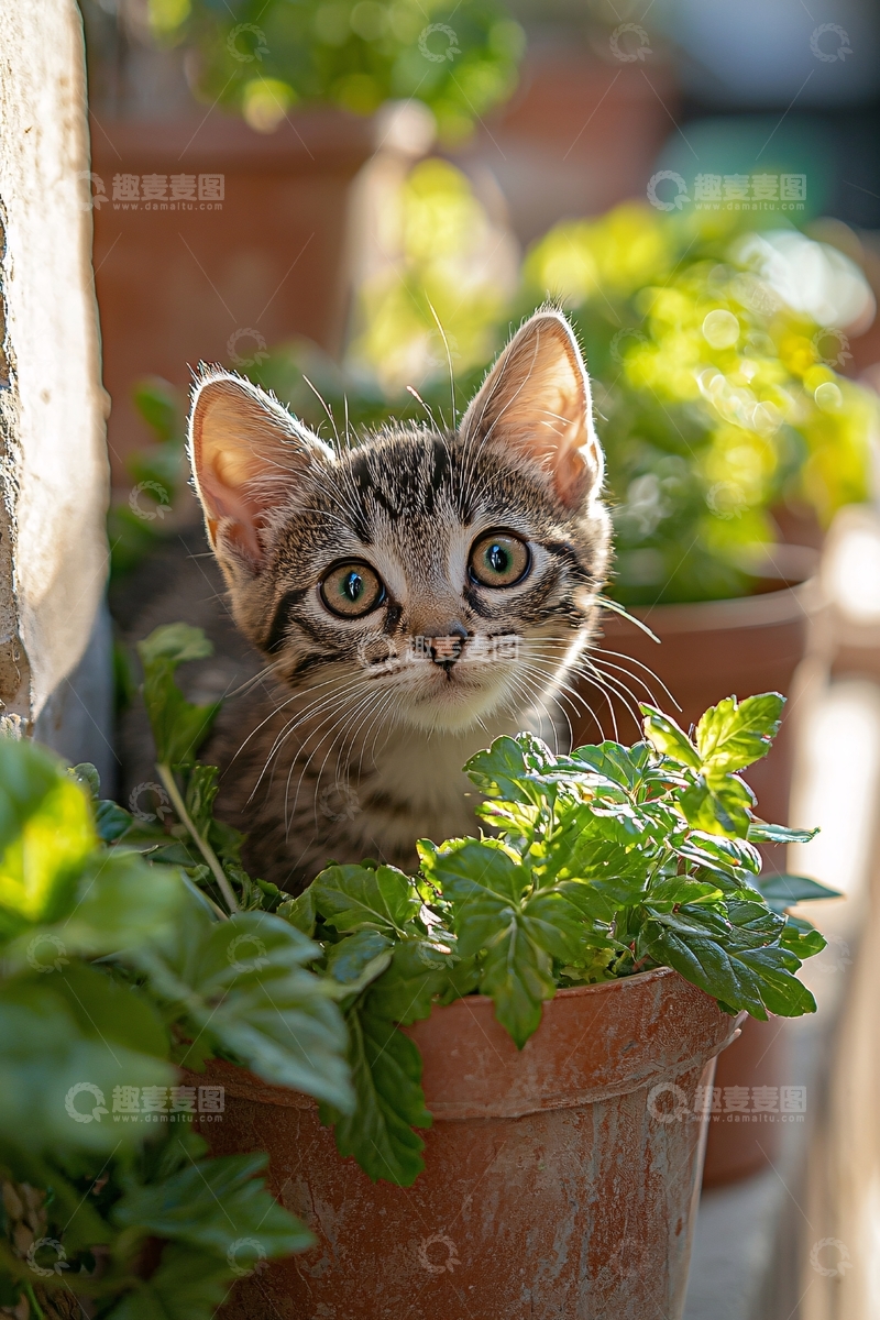 高清大图下载【趣麦麦图】小猫在花盆里