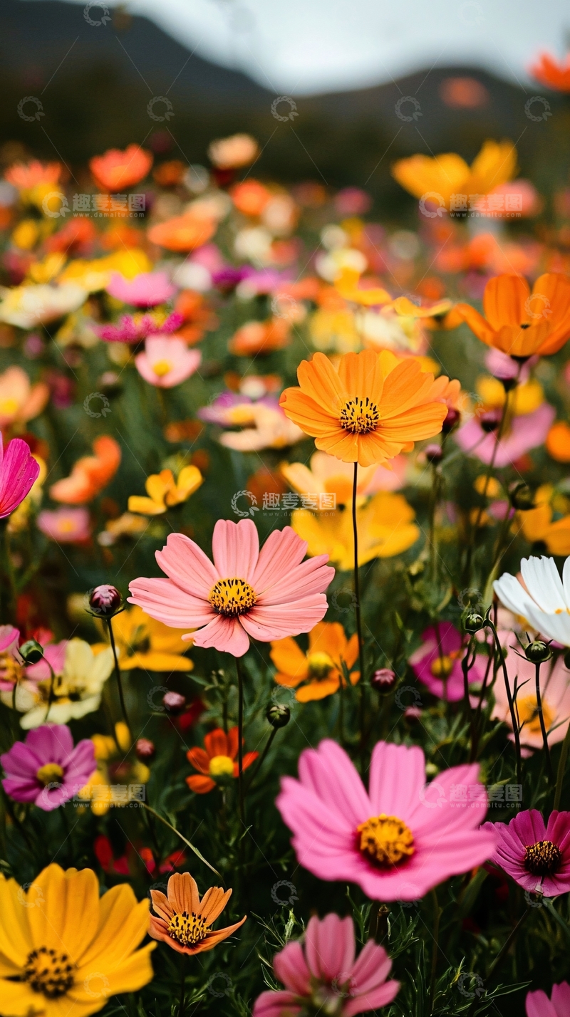 高清大图下载【趣麦麦图】彩色波斯菊花海