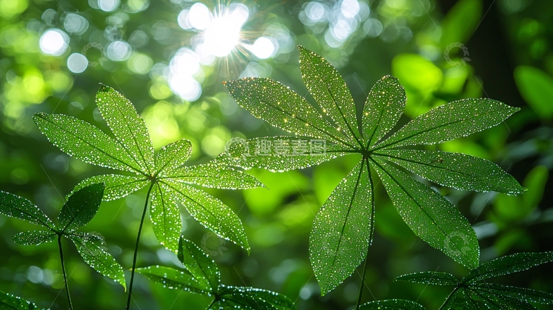 高清大图下载【趣麦麦图】阳光透过树叶