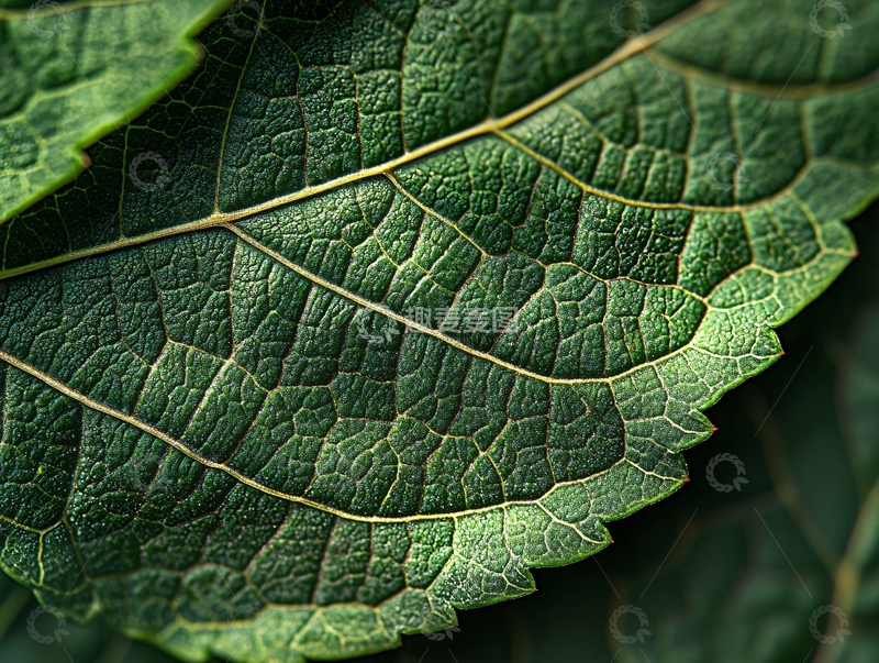 高清大图下载【趣麦麦图】绿色叶脉高清特写