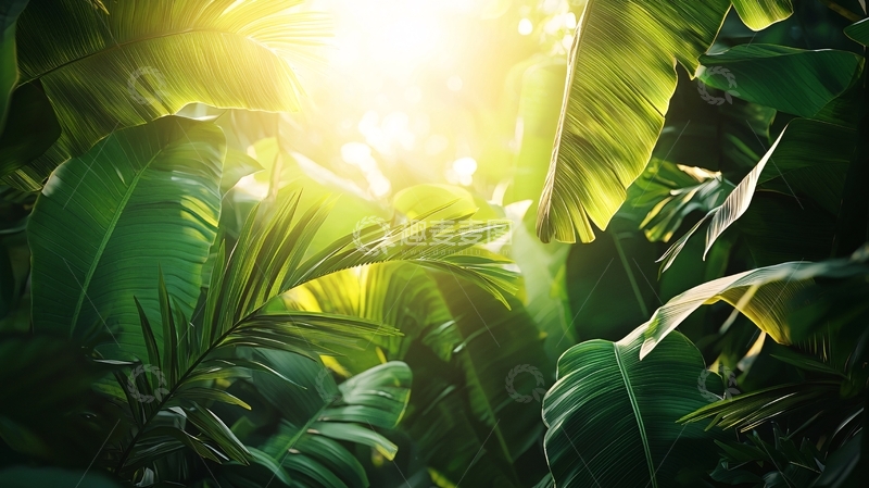 高清大图下载【趣麦麦图】阳光透过树叶