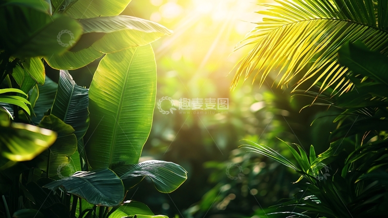 高清大图下载【趣麦麦图】阳光透过热带雨林