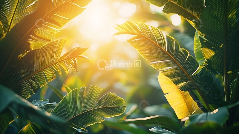 高清大图下载【趣麦麦图】阳光透过树叶